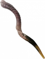 Shofar with grooves,special, luxurious, handmade, for collectors