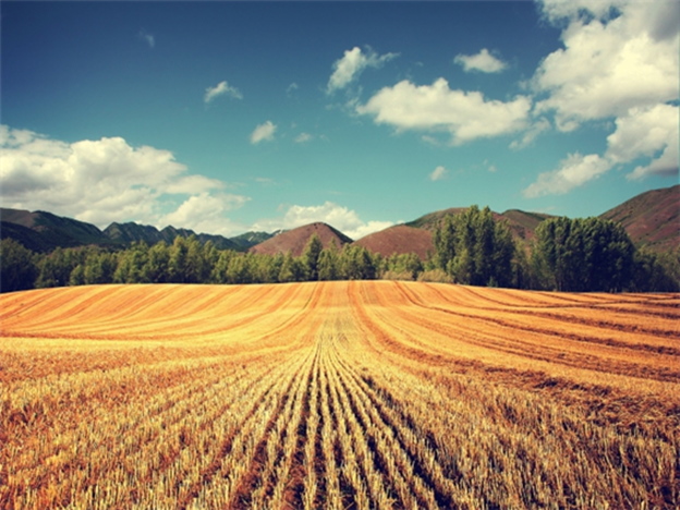 "Shmita" is a year of rest for the earth. 