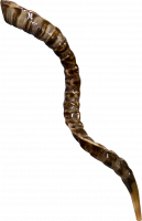 Shofar kudu with slits along the entire length of the shofar